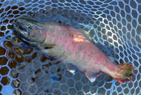 初釣り ～岡崎トラウトポンド～